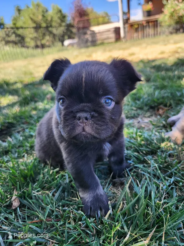 razzle – French Bulldog puppy for sale in Castle Rock, CO