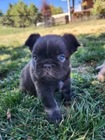 razzle, a female French Bulldog for sale in Castle Rock, CO – 1 of 8