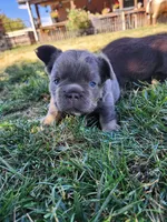 midnight, a female French Bulldog for sale in Castle Rock, CO – 5 of 5
