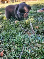 razzle, a female French Bulldog for sale in Castle Rock, CO – 5 of 8