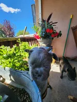 midnight, a female French Bulldog for sale in Castle Rock, CO – 4 of 5