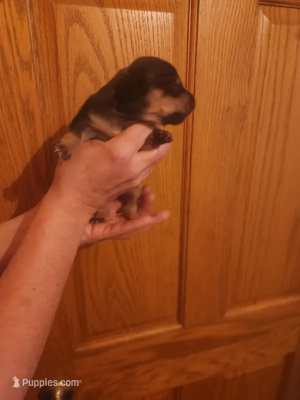 skip, a male Dachshund for sale in Castle Rock, CO – Photo 1 of 2