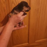 skip, a male Dachshund for sale in Castle Rock, CO – 1 of 2