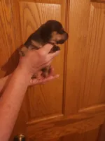 skip, a male Dachshund for sale in Castle Rock, CO – Photo 1 of 2