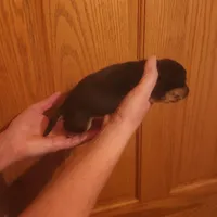 skip, a male Dachshund for sale in Castle Rock, CO – 2 of 2