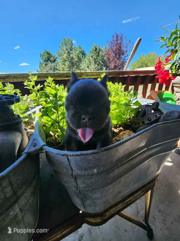 shadow – French Bulldog puppy for sale in Castle Rock, CO