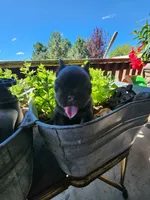 shadow, a male French Bulldog for sale in Castle Rock, CO – 1 of 4