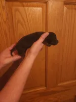 spot, a male Dachshund for sale in Castle Rock, CO – 4 of 6