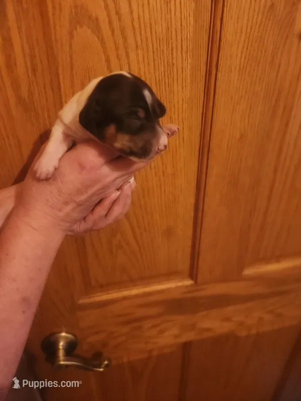 Spot, a male Dachshund for sale in Castle Rock, CO – Photo 1 of 2