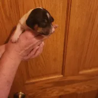 Spot, a male Dachshund for sale in Castle Rock, CO – 1 of 2
