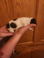 Spot, a male Dachshund for sale in Castle Rock, CO – Photo 2 of 2