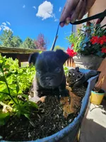 razzle, a female French Bulldog for sale in Castle Rock, CO – 7 of 8