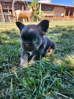 razzle, a female French Bulldog for sale in Castle Rock, CO – 8 of 8