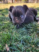 razzle, a female French Bulldog for sale in Castle Rock, CO – 2 of 8