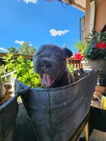 midnight, a female French Bulldog for sale in Castle Rock, CO – 3 of 5