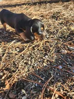 tinkerbell, a female Dachshund for sale in Castle Rock, CO – Photo 1 of 3
