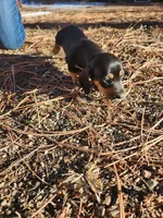 tinkerbell, a female Dachshund for sale in Castle Rock, CO – Photo 2 of 3