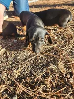 tinkerbell, a female Dachshund for sale in Castle Rock, CO – Photo 3 of 3
