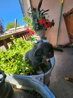 shadow, a male French Bulldog for sale in Castle Rock, CO – 3 of 4
