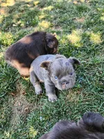 razzle, a female French Bulldog for sale in Castle Rock, CO – 3 of 8
