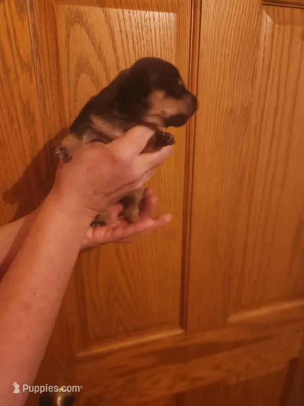 spot – Dachshund puppy for sale in Castle Rock, CO