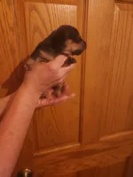spot, a male Dachshund for sale in Castle Rock, CO – 1 of 6