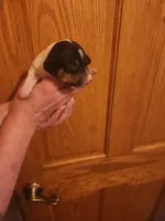 spot, a male Dachshund for sale in Castle Rock, CO – 6 of 6