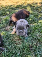 razzle, a female French Bulldog for sale in Castle Rock, CO – 6 of 8