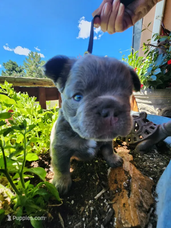 midnight – French Bulldog puppy for sale in Castle Rock, CO