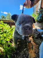 midnight, a female French Bulldog for sale in Castle Rock, CO – 1 of 5