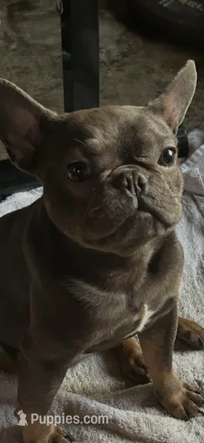 Buddy – French Bulldog puppy for sale in Los Angeles, CA