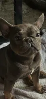 Buddy, a male French Bulldog for sale in Los Angeles, CA – 1 of 2