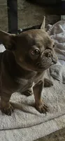 Buddy, a male French Bulldog for sale in Los Angeles, CA – 2 of 2