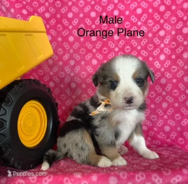 Orange Plane