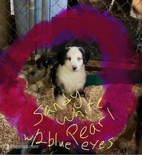 Sandy White Pearl – Australian Shepherd, Bernese Mountain Dog puppy for sale in Red Creek, NY