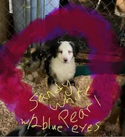 Sandy White Pearl, a female Australian Shepherd and Bernese Mountain Dog for sale in Red Creek, NY – Photo 1 of 2