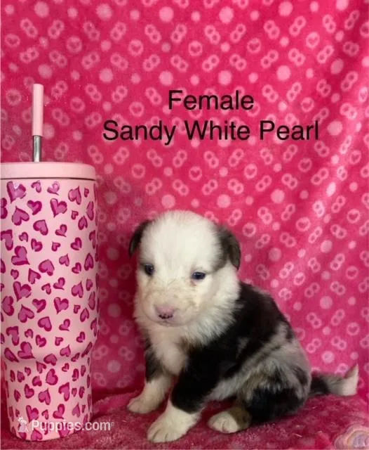 Sandy White Pearl