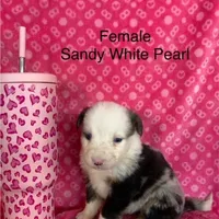Sandy White Pearl, a female Australian Shepherd and Bernese Mountain Dog for sale in Red Creek, NY – Photo 2 of 2