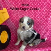 White Sugar Cookie, a male Australian Shepherd and Bernese Mountain Dog for sale in Red Creek, NY – Photo 2 of 2