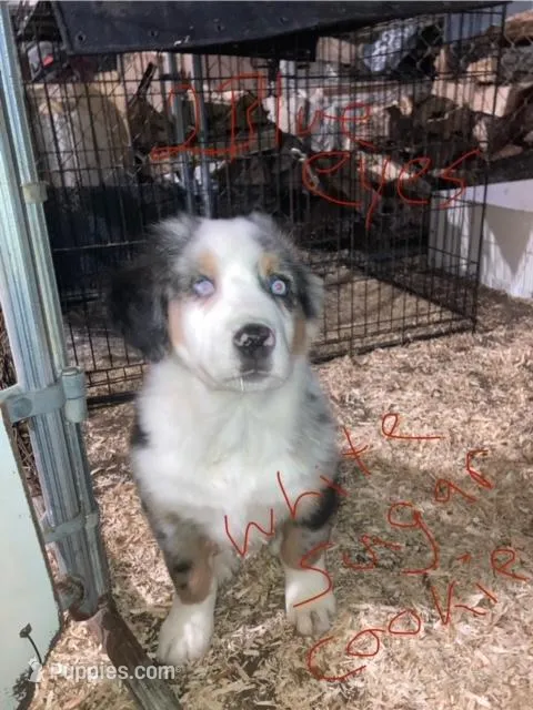 White Sugar Cookie – Australian Shepherd, Bernese Mountain Dog puppy for sale in Red Creek, NY