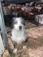 White Sugar Cookie, a male Australian Shepherd and Bernese Mountain Dog for sale in Red Creek, NY – Photo 1 of 2