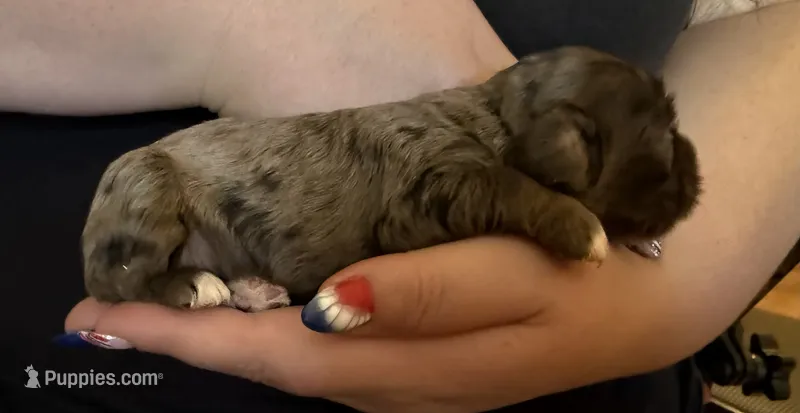 AKC COCKER SPANIEL Conway – Cocker Spaniel puppy for sale in Egnar, CO