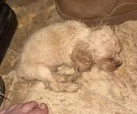 AKC COCKER SPANIEL JACKSON, a male Cocker Spaniel for sale in Egnar, CO – 4 of 4