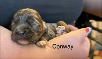 AKC COCKER SPANIEL Conway, a male Cocker Spaniel for sale in Egnar, CO – 2 of 5