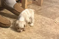 AKC COCKER SPANIEL JENNINGS, a male Cocker Spaniel for sale in Egnar, CO – 2 of 7