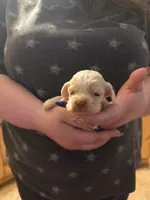 AKC COCKER SPANIEL JONSIE, a male Cocker Spaniel for sale in Egnar, CO – 4 of 4