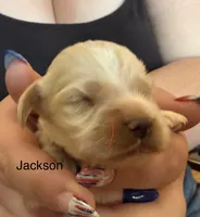 AKC COCKER SPANIEL JACKSON, a male Cocker Spaniel for sale in Egnar, CO – 2 of 2