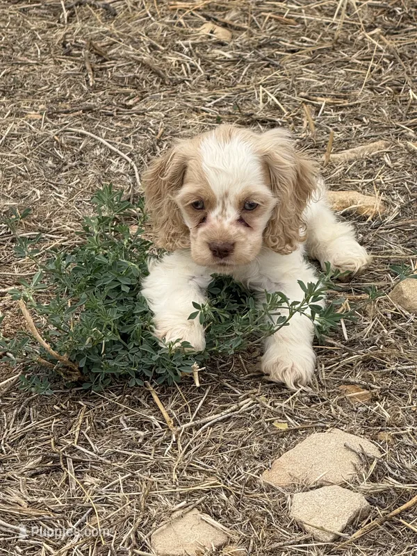 AKC COCKER SPANIEL JENNINGS – Cocker Spaniel puppy for sale in Egnar, CO