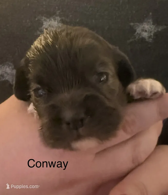 AKC COCKER SPANIEL Conway – Cocker Spaniel puppy for sale in Egnar, CO