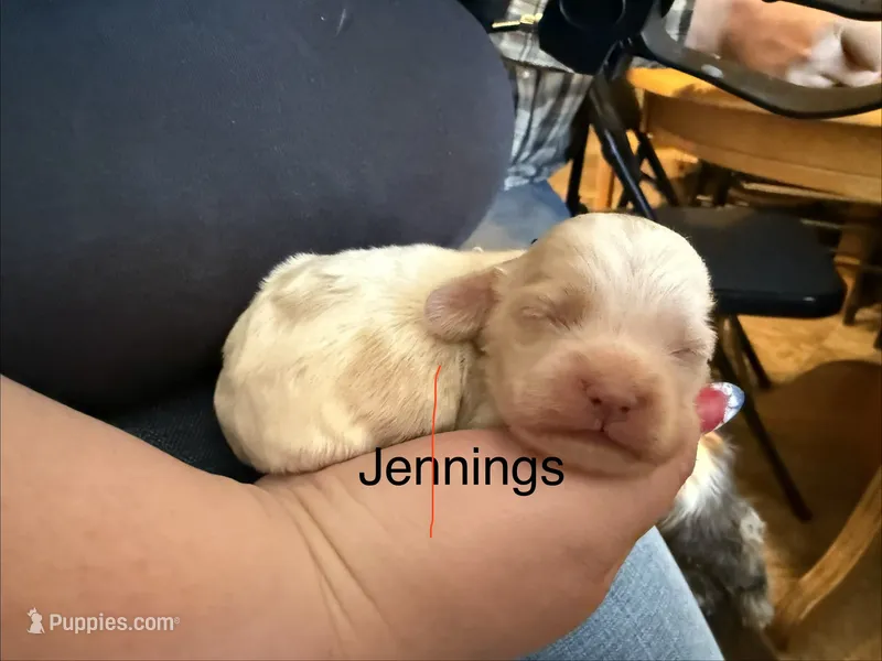 AKC COCKER SPANIEL JENNINGS – Cocker Spaniel puppy for sale in Egnar, CO